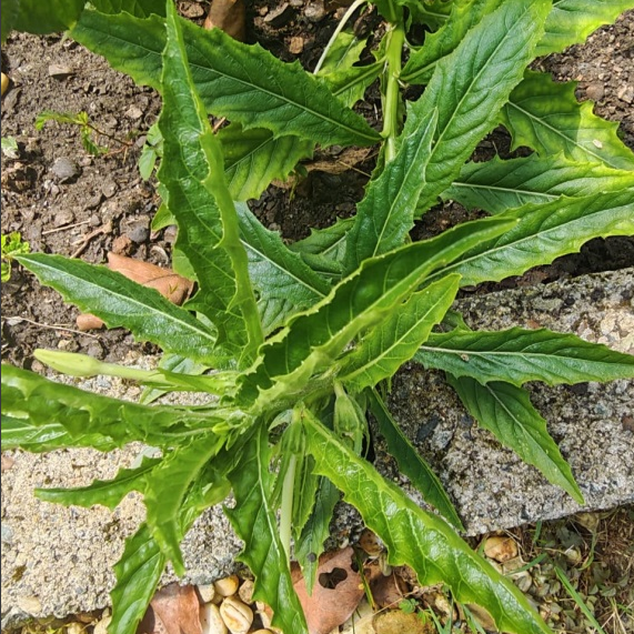 鬼点灯的特性与功能