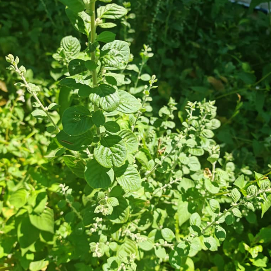 化石草的特性与功能与应用