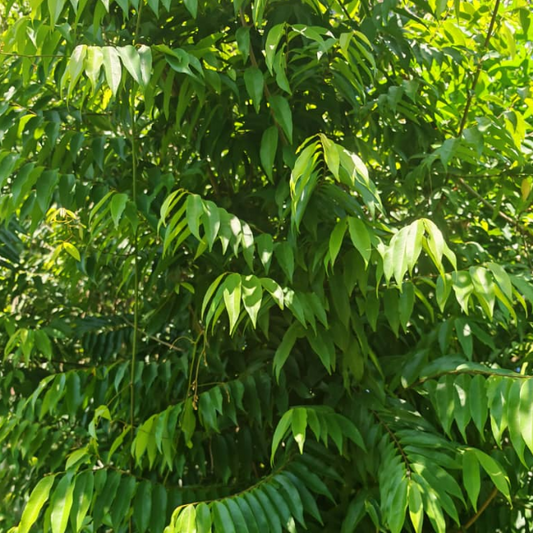 亡婆鸡藤的特性与功效与功能