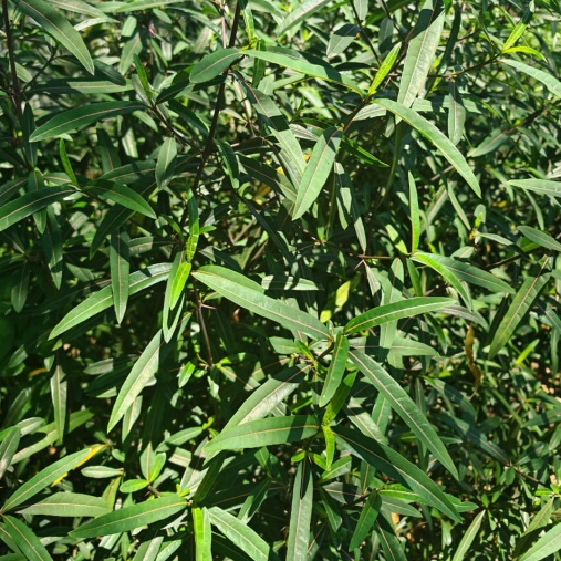 花叶假杜鹃的功能与应用