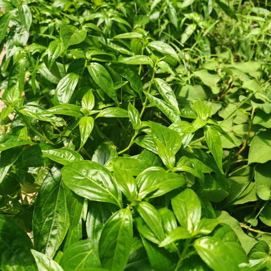 穿心莲的特性与功能