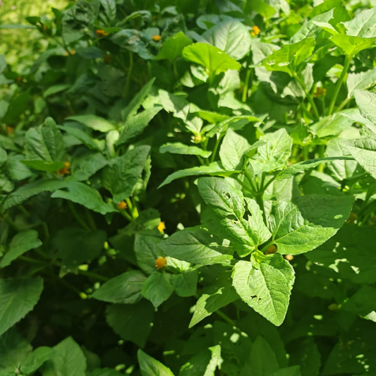 天文草的特性与应用